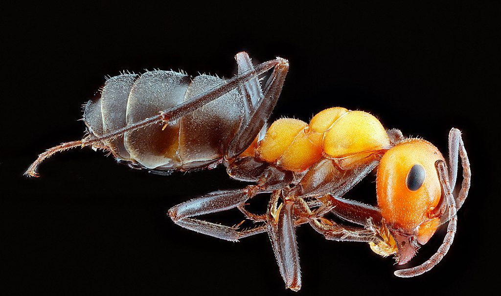 Ant Control service in Slidell, LA