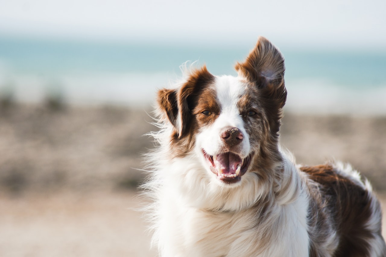 Flea & Tick Control service in Slidell, LA