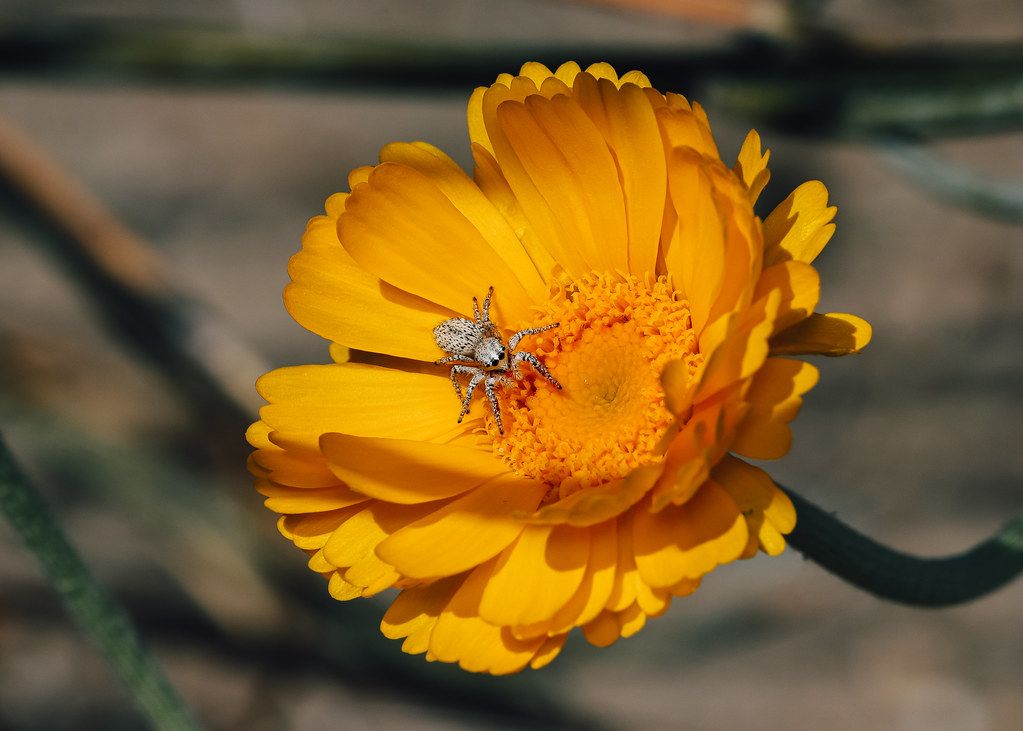 Spider Control service in Slidell, LA
